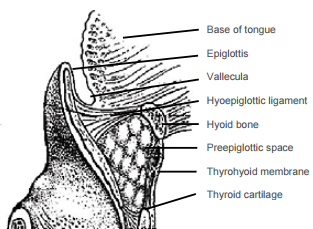 figure epiglottis vallecula glossectomy total hyoid involving requiring relationships laryngectomy space chapter